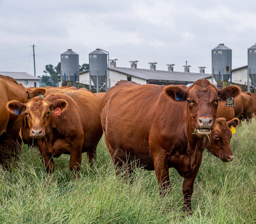 farm umbrella insurance