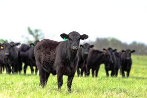 Which Farm Program Is Not Covered by Animal Insurance - Garrett Insurance
